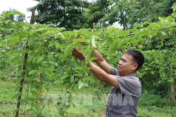 Kỹ thuật trồng cây chanh dây, chanh leo đúng cách