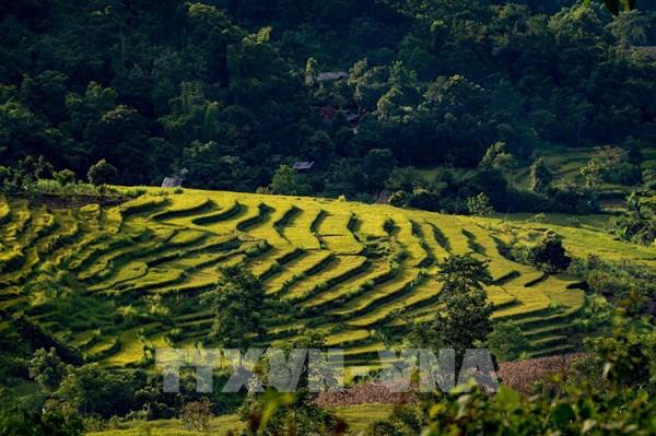 Vẻ đẹp ruộng bậc thang nơi rẻo cao Tà Lèng