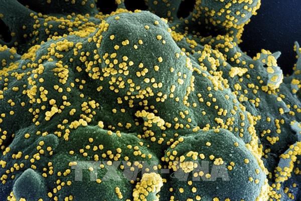 Virus SARS-CoV-2 và những điều cần biết về vaccine