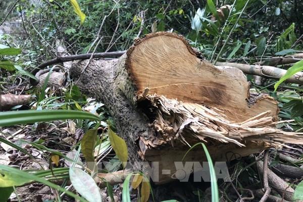 Vụ phá rừng Minh Long (Quảng Ngãi): Lời giải thích có hợp lý?