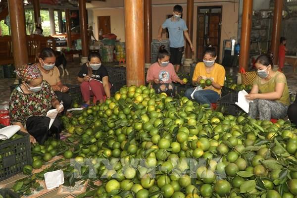 Cam vàng Hà Giang đầu tiên được giao dịch qua sàn PostMart