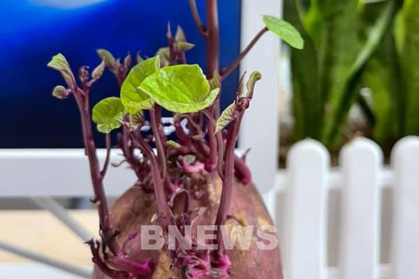 Bí quyết trồng khoai lang làm cảnh tại nhà cực đơn giản