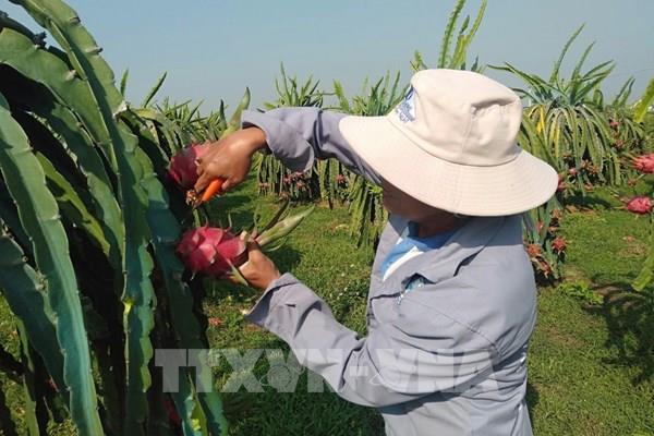 Nông sản thứ 2 của Việt Nam có "Giấy thông hành" vào Nhật Bản