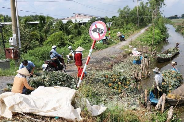 Giá dứa Đồng Tháp Mười tăng trở lại