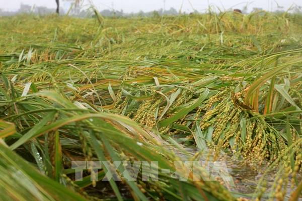 Thái Bình có trên 9.300 ha lúa và hoa màu bị ảnh hưởng do bão số 7