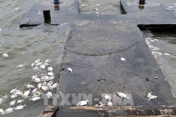 Xác minh nguyên nhân cá chết trôi dạt vào cảng Vạn Gia (Móng Cái)