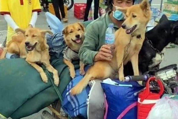 Chủ tịch UBND huyện Trần Văn Thời, Cà Mau thông tin về việc tiêu hủy đàn chó, mèo