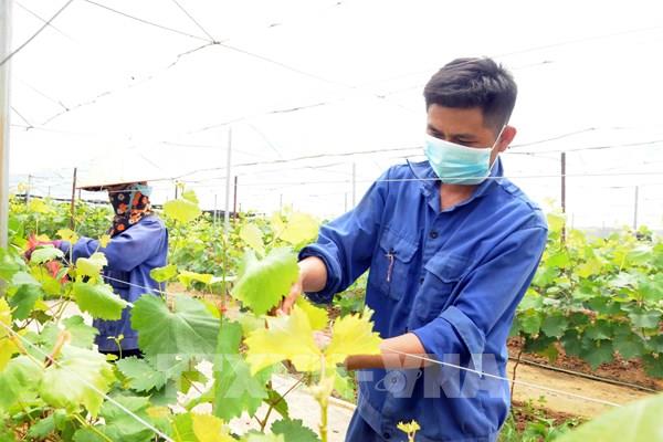 Hiệu quả nguồn vốn vay giải quyết việc làm ở Sơn La