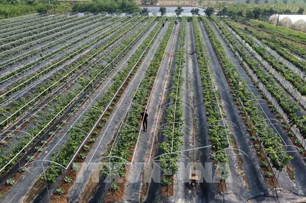 Trung tâm Khuyến nông Hà Nội cấm thầu 2 doanh nghiệp có hành vi gian lận