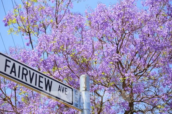 Thủ đô của Nam Phi quyến rũ trong mùa hoa phượng tím