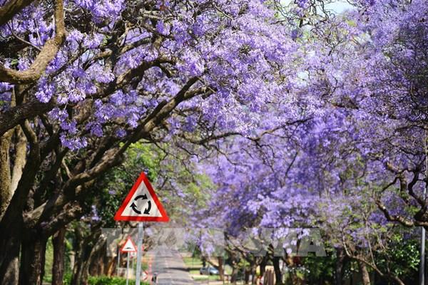 Pretoria - thành phố hoa phượng tím của Nam Phi
