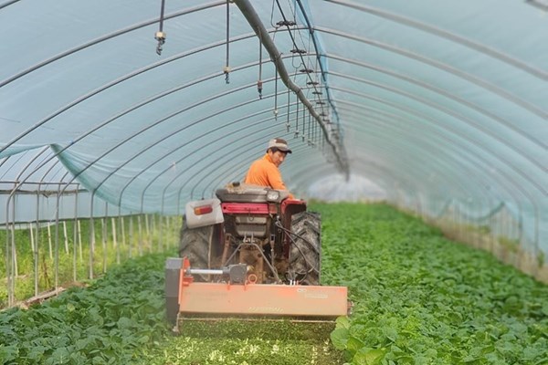 Nông dân Hàn Quốc đối phó với dịch COVID-19 như thế nào?