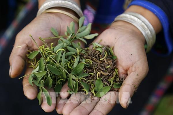 Cách người Nùng nhuộm chàm cho trang phục truyền thống