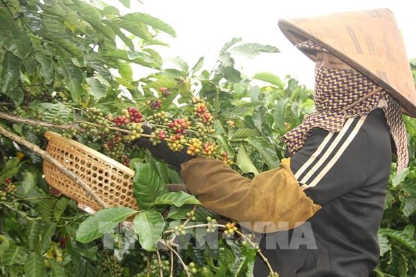 Năm 2021, các tỉnh Tây Nguyên tái canh, cải tạo được gần 14.900 ha cà phê