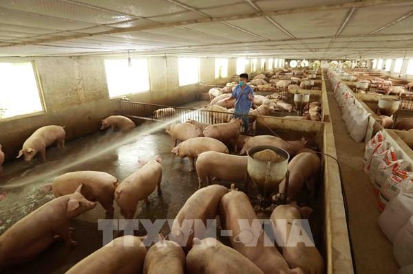 TSC và Dabaco hợp tác phát triển chăn nuôi lợn ở phía Nam