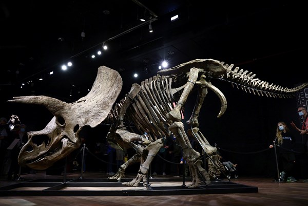 Đấu giá bộ xương khủng long 3 sừng đạt 7,6 triệu USD