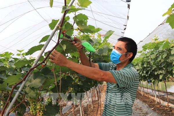 Trồng nho - hướng đi mới cho nông dân Bắc Ninh