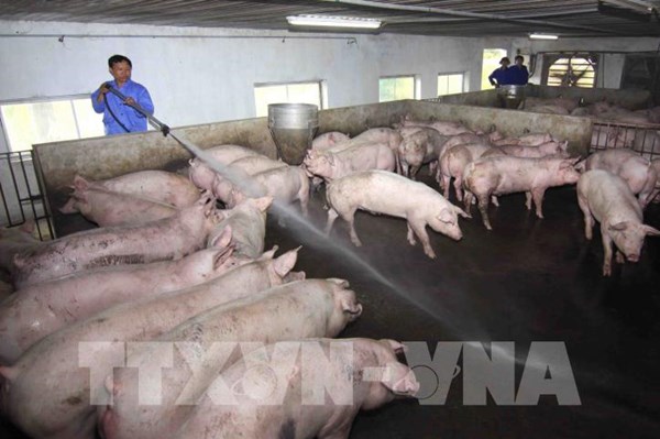 Vaccine dịch tả lợn châu Phi được phép sử dụng rộng rãi trên cả nước
