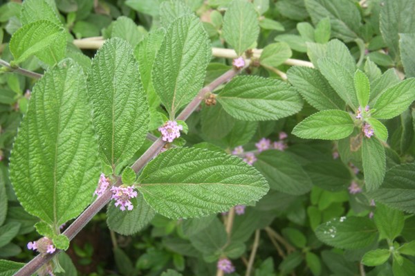 Costa Rica phát hiện hợp chất có khả năng chữa ung thư từ thực vật