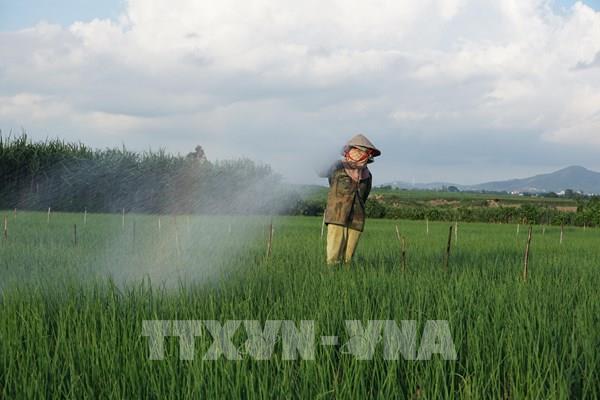Gia Lai chuyển đổi sản xuất thích ứng với tình hình dịch
