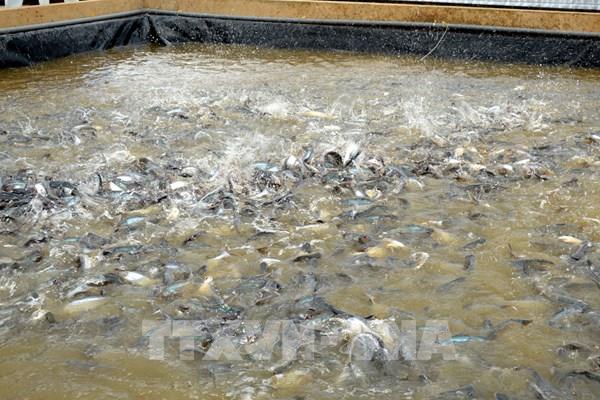 Sản xuất cá tra giống giảm vì nhiều cơ sở phải dừng hoạt động