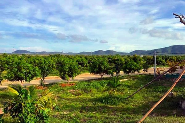 Bình Thuận thu hồi 41 ha đất công cho thuê sai quy định