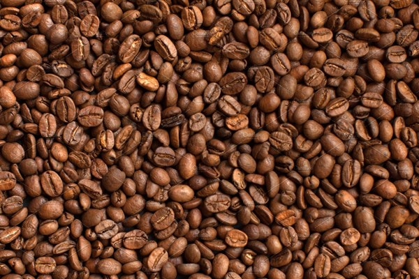 Giá nông sản hôm nay 26/10