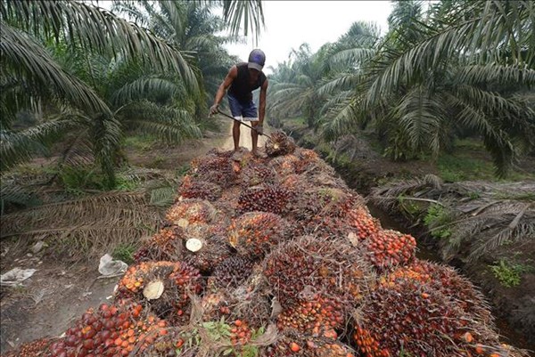 Indonesia, Malaysia hợp tác bảo vệ lĩnh vực dầu cọ