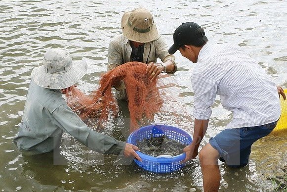 Nuôi tôm siêu thâm canh giúp lợi nhuận tăng 7 - 10 lần