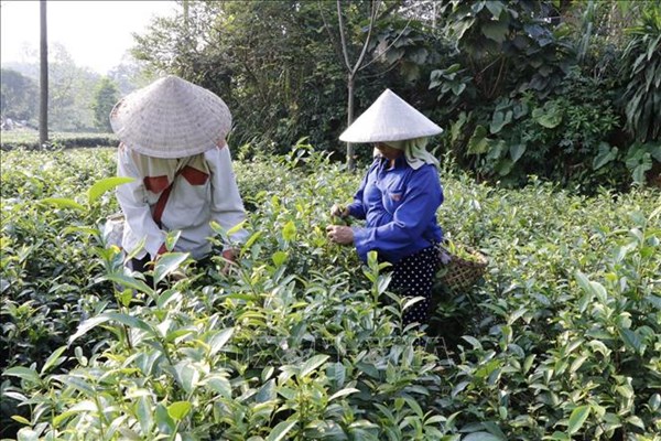 Xuất khẩu hàng hóa của Yên Bái tăng gần 41% dù ảnh hưởng COVID-19
