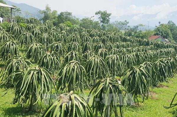 Kỹ thuật trồng và chăm sóc cây thanh long ruột đỏ