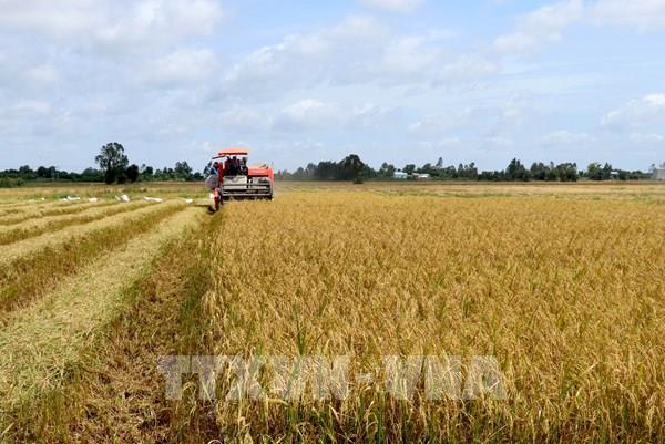 Thị trường gạo châu Á: Giá gạo Ấn Độ, Việt Nam đều ở mức thấp