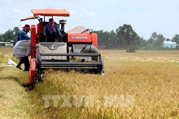 Thị trường nông sản tuần qua: Giá lúa, gạo tiếp tục giảm