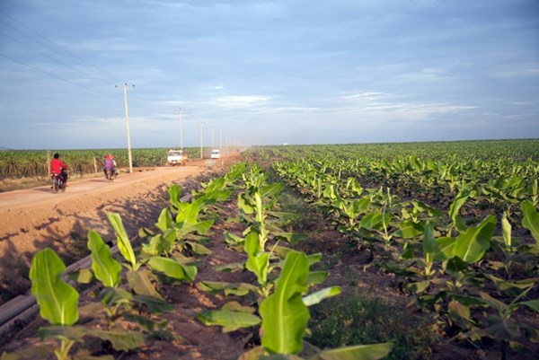 HAGL Agrico lỗ quý III 181 tỷ đồng