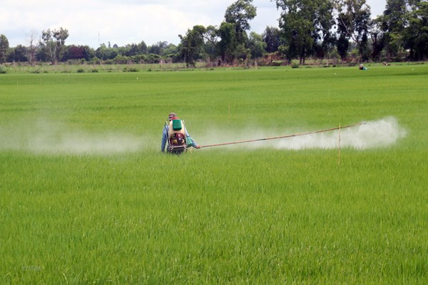 Giải pháp nào để giảm giá thành vụ Đông Xuân các tỉnh phía Nam?