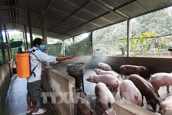 Giá lợn hơi hôm nay 27/12:  Ghi nhận xu hướng giảm