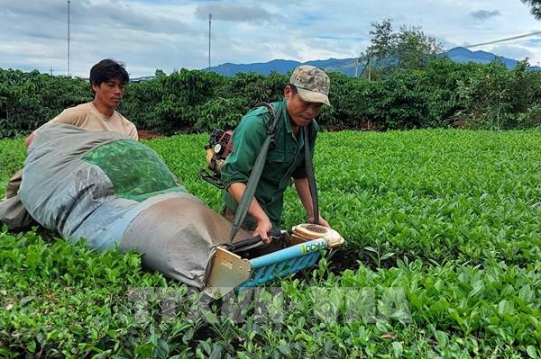 Biển Hồ chè Gia Lai vào vụ thu hoạch