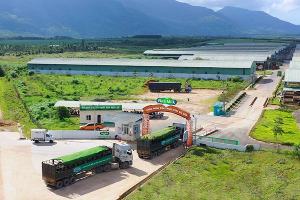 Nutifood nhập khẩu 3.300 bò sữa thuần chủng từ Mỹ