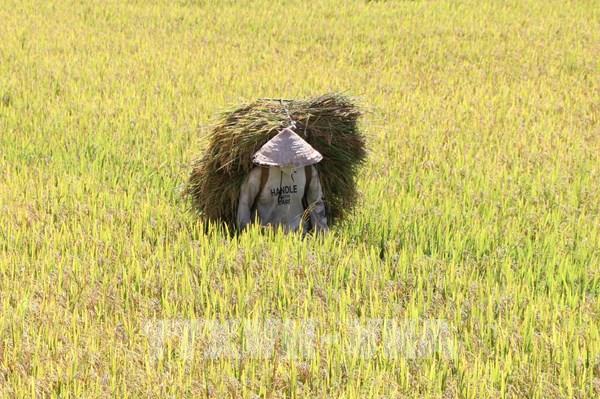 Mùa vàng trên Tây Nguyên