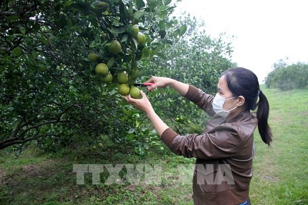 Mở rộng tiêu thụ nông sản trên các sàn thương mại điện tử