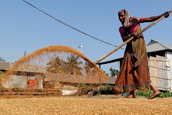 Giá gạo Ấn Độ cao nhất kể từ tháng 7/2021