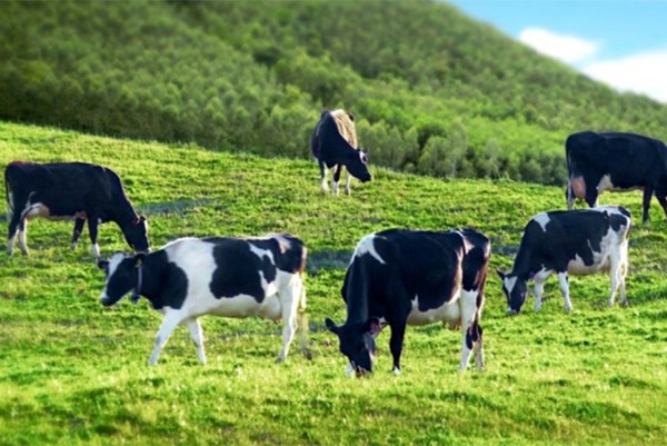 Mộc Châu Milk chốt ngày tạm ứng cổ tức đợt 1/2021