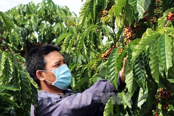 Thừa lao động nhưng vẫn thiếu nhân công thu hái cà phê
