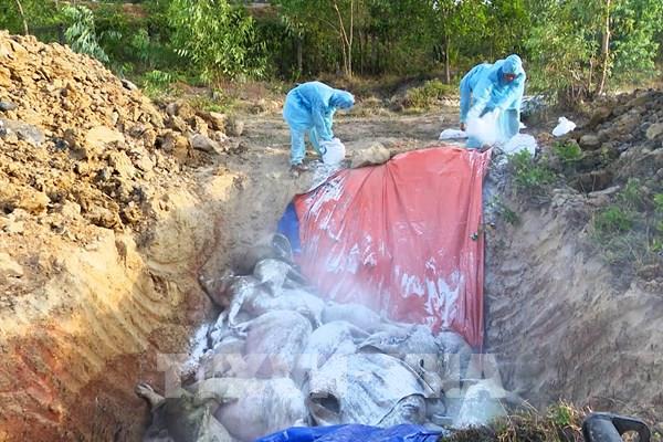 Dịch tả lợn châu Phi lây lan rộng tại Quảng trị