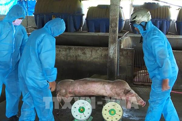 Giá lợn hơi hôm nay tăng giảm trái chiều