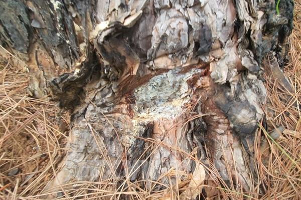 Rừng thông Lâm Đồng tiếp tục bị đầu độc
