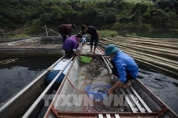 Thành lập các mô hình nuôi cá lồng lòng hồ sông Đà