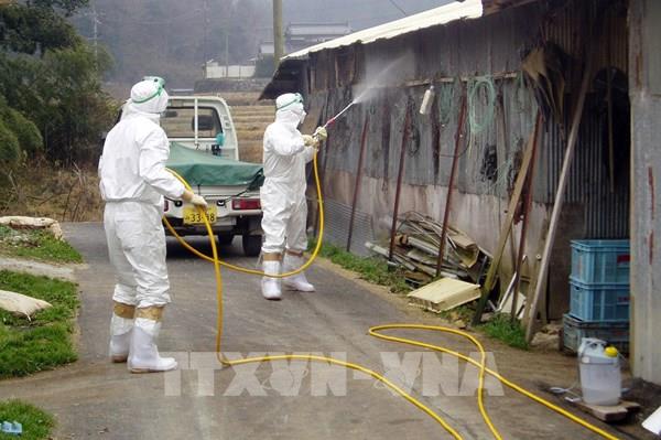 Nhật Bản phát hiện ổ dịch cúm gia cầm đầu tiên trong mùa Đông năm nay