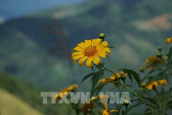 Hoa dã quỳ nhuộm vàng các cung đường miền Tây Nghệ