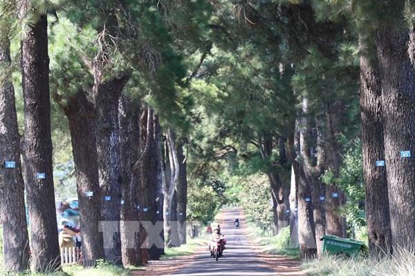 Hàng thông trăm tuổi - con đường Hàn Quốc của Gia Lai